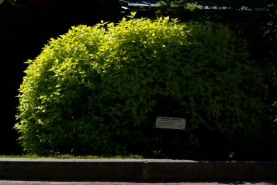 Philadelphus coronarius 'Aureus' - pustoryl věncový - celek